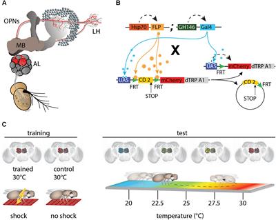 Stochastic and Arbitrarily Generated Input Patterns to the Mushroom Bodies Can Serve as Conditioned Stimuli in Drosophila